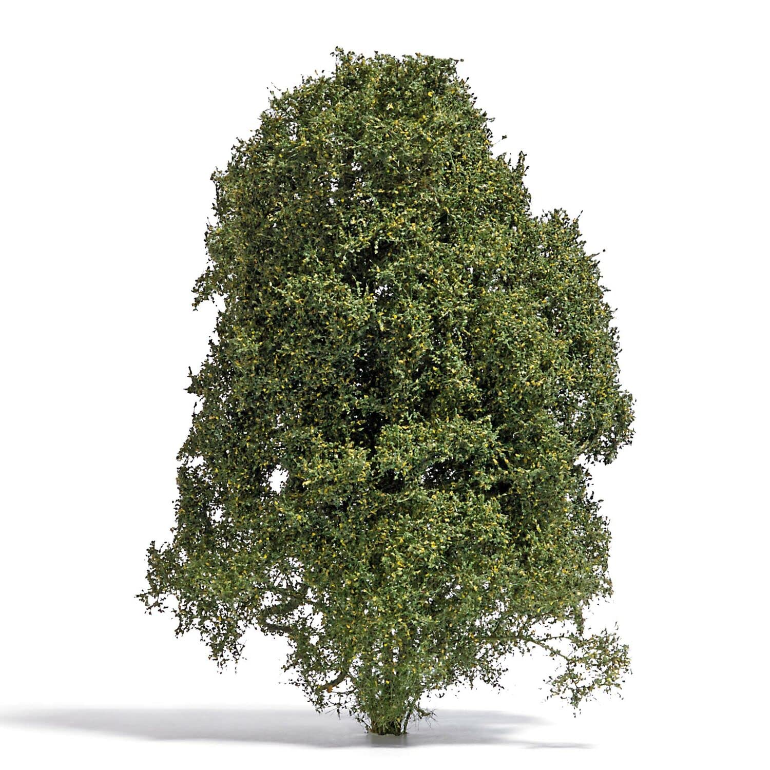Smoke Bush Tree