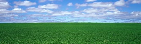 Bush Bean Field Mcminnville Oregon USA Canvas Art - Panoramic Images (36 x 12)