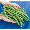 Bush Bean The Hulk Vegetable Seed (2 oz. Packet)