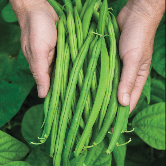 Bush Beans Plants Live for Planting, Vegetable Tree for Planting in Home Garden, 3-5 Inch Tall, 2 Plants in Pot