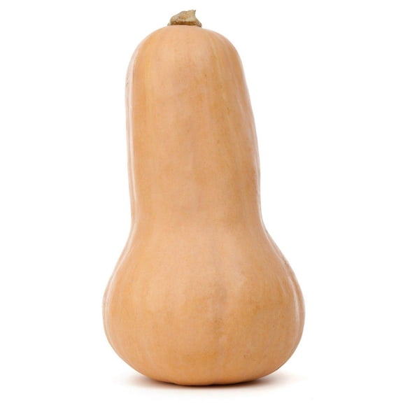 Bush Butternut Winter Squash Premium Seeds for Planting Packet