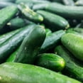 thumbnail image 1 of Bush Crop Cucumber Garden Seeds - 4 Oz - Non-GMO, Heirloom Vegetable Gardening Seed by Mountain Valley Seeds, 1 of 2