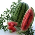 thumbnail image 1 of Bush Jubilee Watermelon Seeds- 2 g ~16 Seeds - Non-GMO, Open Pollinated, Heirloom, Vegetable / Fruit Gardening Seeds, 1 of 2