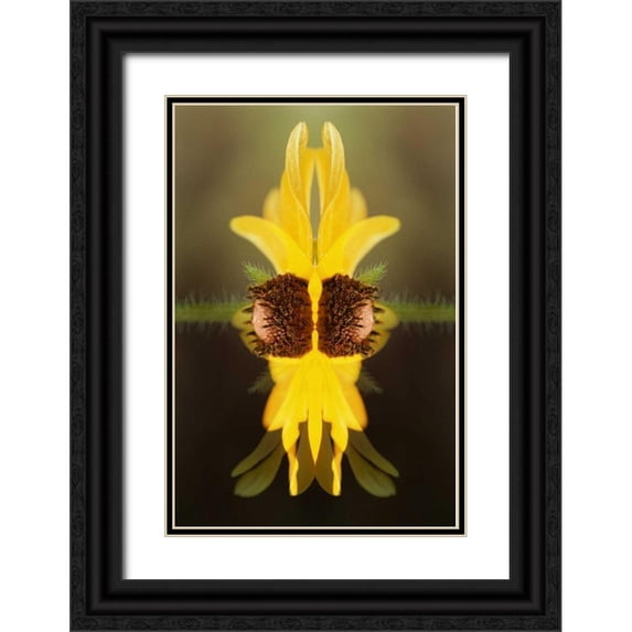 Bush, Marie 11x14 Black Ornate Wood Framed with Double Matting Museum Art Print Titled - USA, Colorado, Boulder Sunflower montage