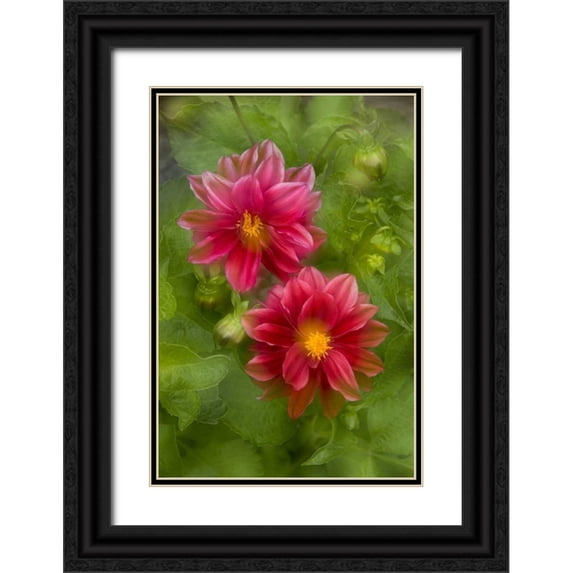 Bush, Marie 11x14 Black Ornate Wood Framed with Double Matting Museum Art Print Titled - USA, Washington, Whidbey Island Dahlia montage