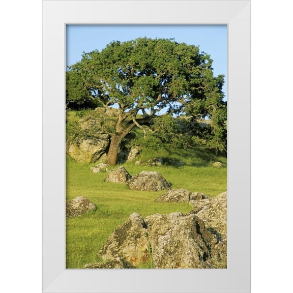 Bush, Marie 11x14 White Modern Wood Framed Museum Art Print Titled - USA, California California oak tree scenic