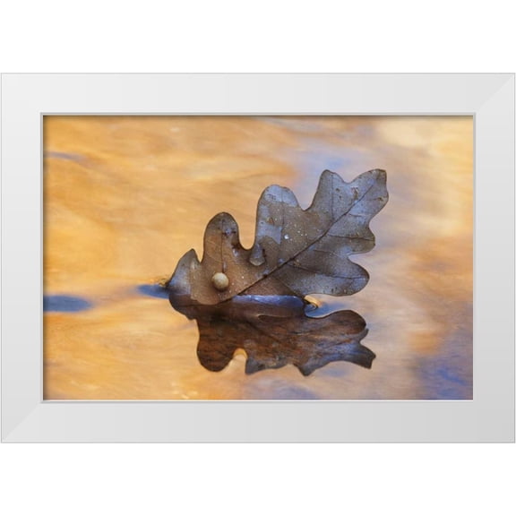 Bush, Marie 14x11 White Modern Wood Framed Museum Art Print Titled - New Mexico Oak leaf in stream at Ghost Ranch