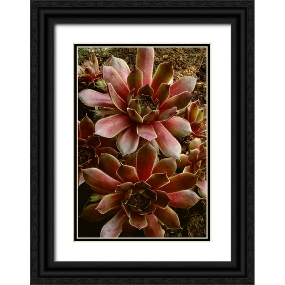 Bush, Marie 14x18 Black Ornate Wood Framed with Double Matting Museum Art Print Titled - Canada Succulent plant close-up