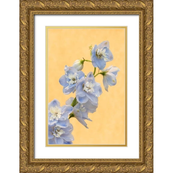 Bush, Marie 17x24 Gold Ornate Wood Framed with Double Matting Museum Art Print Titled - Netherlands, Venlo Delphinium parfait flowers