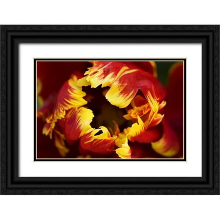 Bush, Marie 18x13 Black Ornate Wood Framed with Double Matting Museum Art Print Titled - Europe, Netherlands, Lisse Parrot tulip close-up
