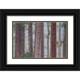 thumbnail image 1 of Bush, Marie 18x13 Black Ornate Wood Framed with Double Matting Museum Art Print Titled - USA, California, Yosemite NP Pine trees in fog, 1 of 4