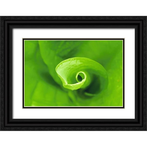 Bush, Marie 18x13 Black Ornate Wood Framed with Double Matting Museum Art Print Titled - WA, Olympic NP Unfurling skunk cabbage leaf