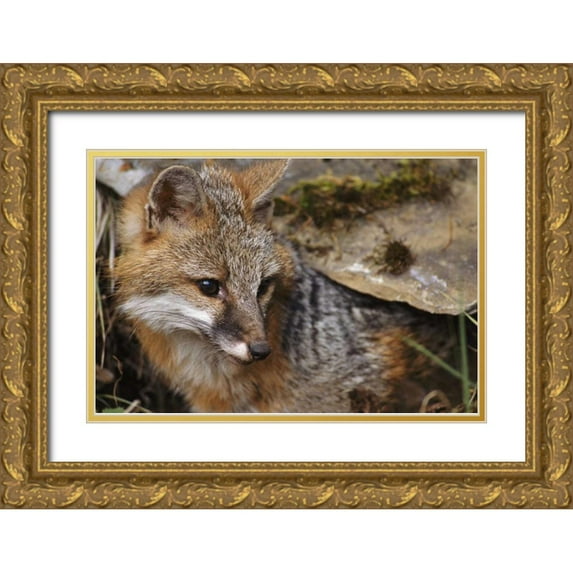 Bush, Marie 18x13 Gold Ornate Wood Framed with Double Matting Museum Art Print Titled - Montana, Kalispell Gray fox