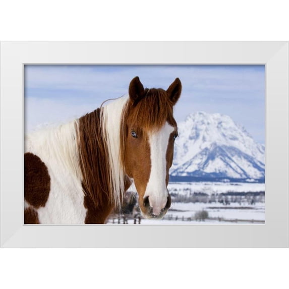 Bush, Marie 18x13 White Modern Wood Framed Museum Art Print Titled - WY, Grand Tetons Pinto horse and Mount Moran