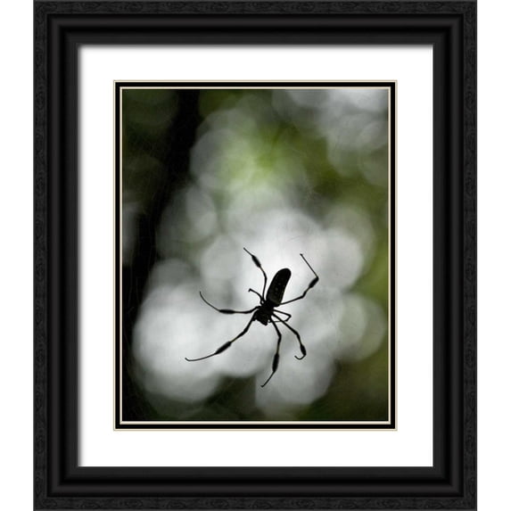 Bush, Marie 20x24 Black Ornate Wood Framed with Double Matting Museum Art Print Titled - Costa Rica Female golden orb weaver spider