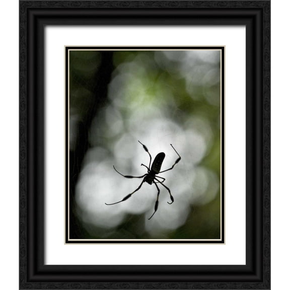 Bush, Marie 20x24 Black Ornate Wood Framed with Double Matting Museum Art Print Titled - Costa Rica Female golden orb weaver spider