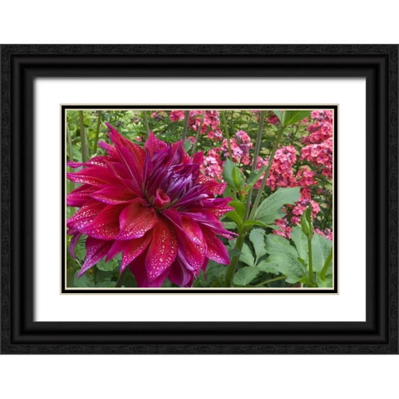 Bush, Marie 24x17 Black Ornate Wood Framed with Double Matting Museum Art Print Titled - OR, Portland Dahlia and phlox with droplets