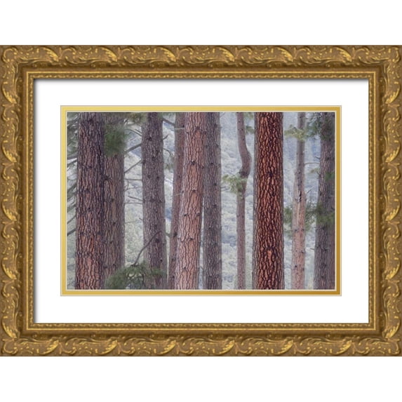 Bush, Marie 24x17 Gold Ornate Wood Framed with Double Matting Museum Art Print Titled - USA, California, Yosemite NP Pine trees in fog