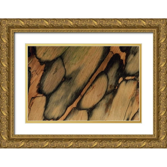 Bush, Marie 24x17 Gold Ornate Wood Framed with Double Matting Museum Art Print Titled - USA, New Hampshire Tree bark pattern