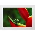 thumbnail image 1 of Bush, Marie 24x17 White Modern Wood Framed Museum Art Print Titled - Hawaii, Hilo Heliconia flower close-up, 1 of 4