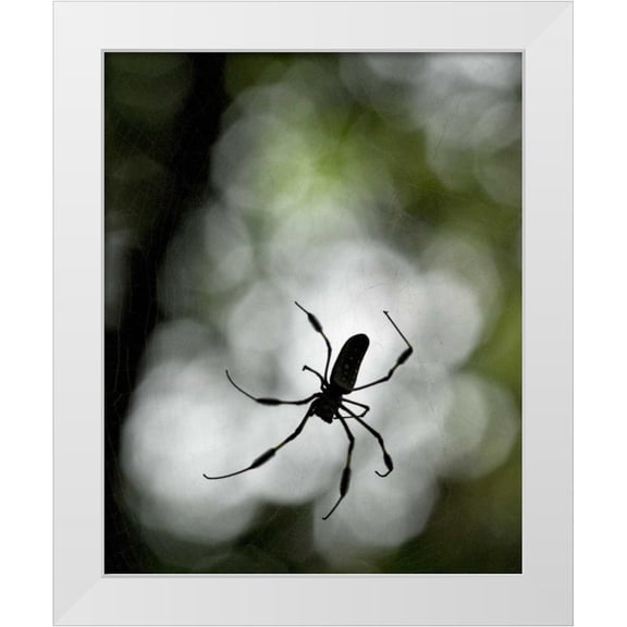 Bush, Marie 26x31 White Modern Wood Framed Museum Art Print Titled - Costa Rica Female golden orb weaver spider