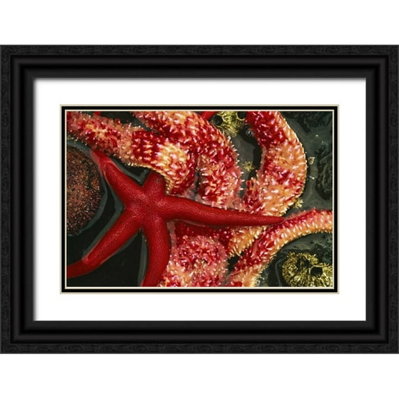 Bush, Marie 32x23 Black Ornate Wood Framed with Double Matting Museum Art Print Titled - WA, Tongue Point Seastars in tide pool