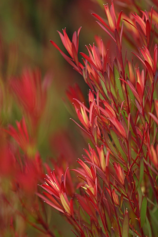 Bush Of Red And Yellow Leaves Canvas Art - Ron Dahlquist Design Pics (24 x 36)