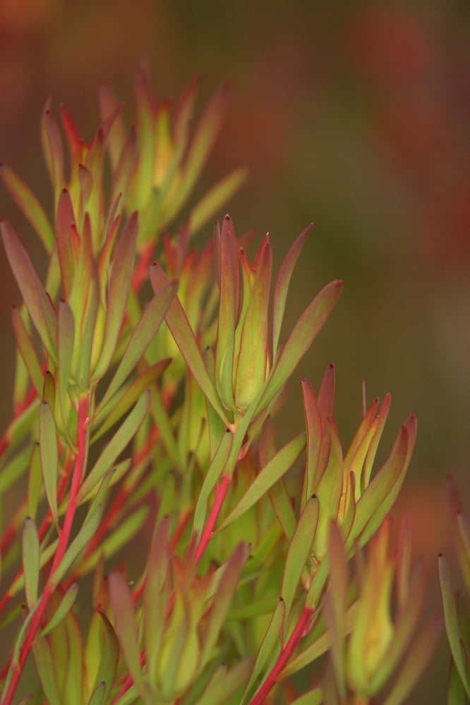 Bush Of Red And Yellow Leaves Canvas Art - Ron Dahlquist Design Pics (24 x 36)