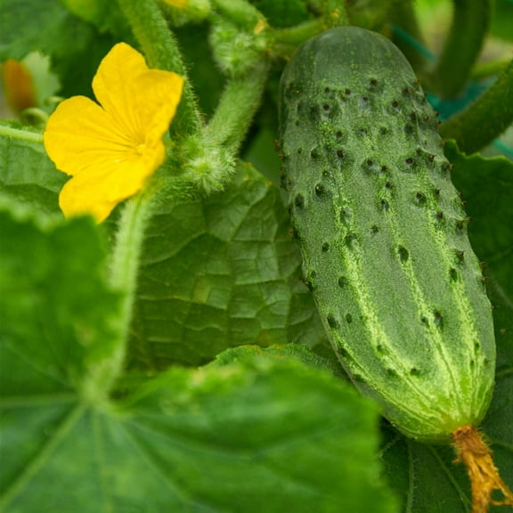 Bush Pickle Cucumber Garden Seeds - 1000 Seeds - Non-GMO, Heirloom, Pickling, Vegetable Gardening Seed