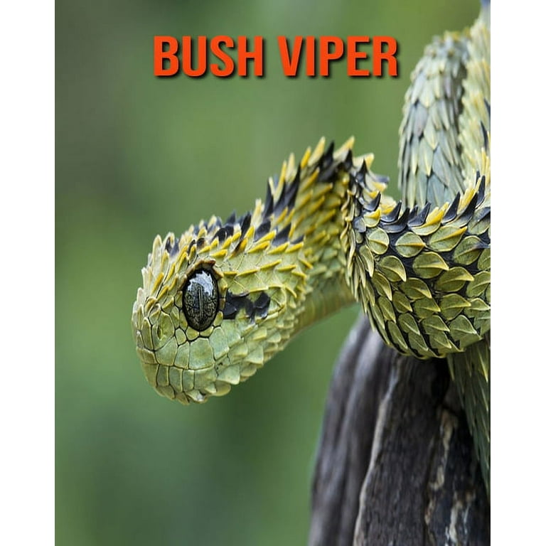 Spiny Bush Viper Facts