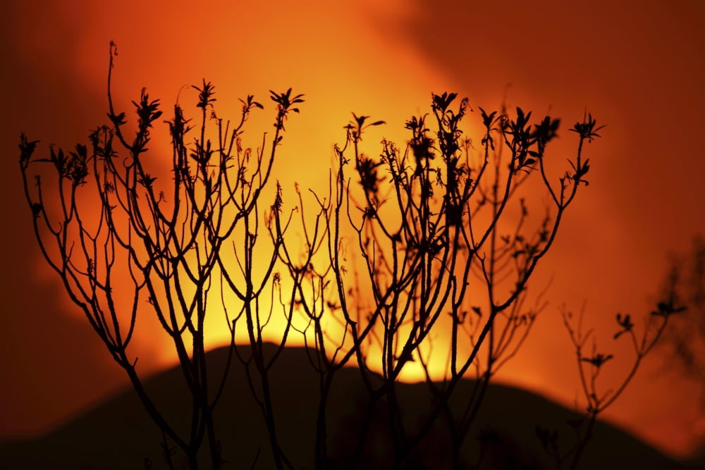 Bush silhouetted against glow of lava in crater of Nyamuragira Volcano Canvas Art - Richard RoscoeStocktrek Images (18 x 12)