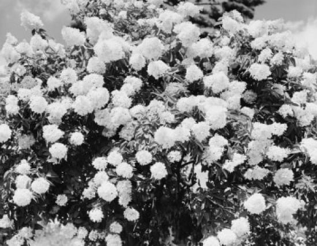 Bush with white flowers Canvas Art - (24 x 36)