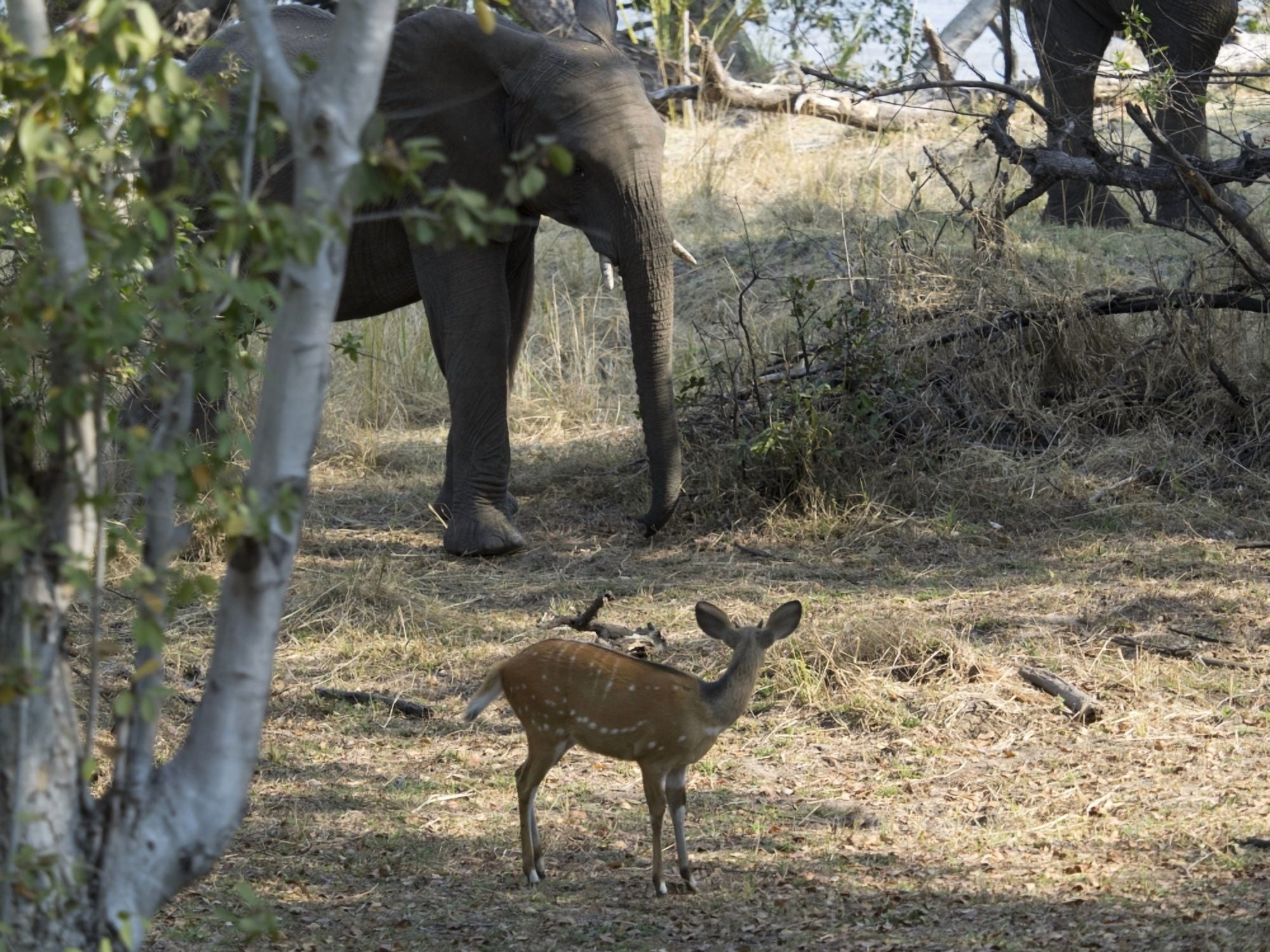Bushbuck and Elephant in a forest Toka Leya Camp Zambezi River Livingstone Zambia Canvas Art - Panoramic Images (12 x 16)