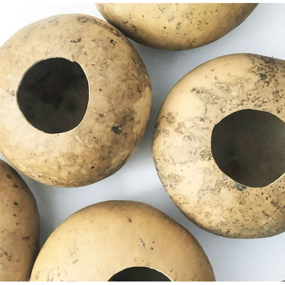 Bushel Basket Gourd Seeds (Lagenaria siceraria) 10 Seeds (5 g) - Huge Gourds for Crafts