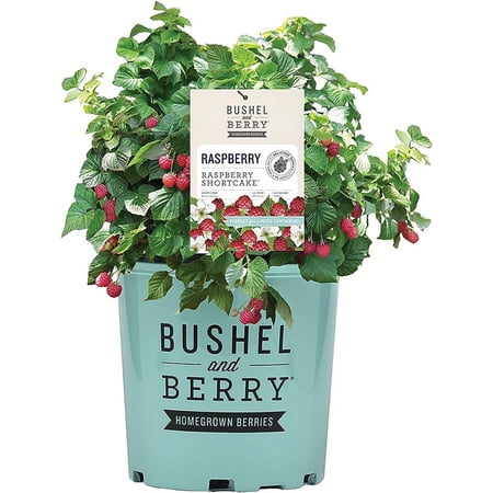 Bushel & Berry 2G Raspberry Shortcake Fruit Live Plants Full Sun