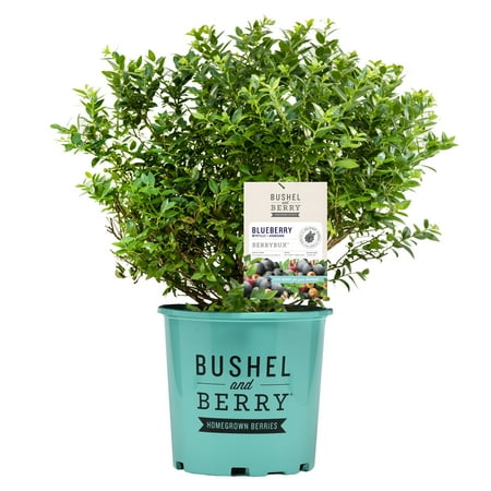 Bushel & Berry Blueberry Berrybux Live Shrub in 2-Gallon Grower Pot