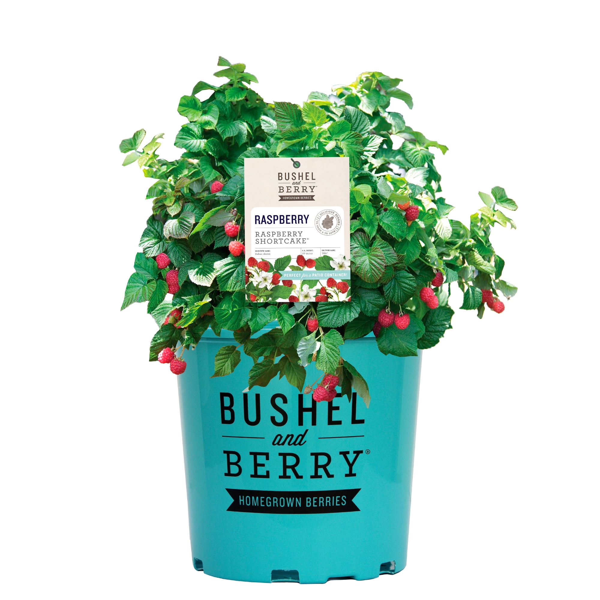 Bushel & Berry Raspberry Shortcake Live Shrub in 2-Gallon Grower Pot ...