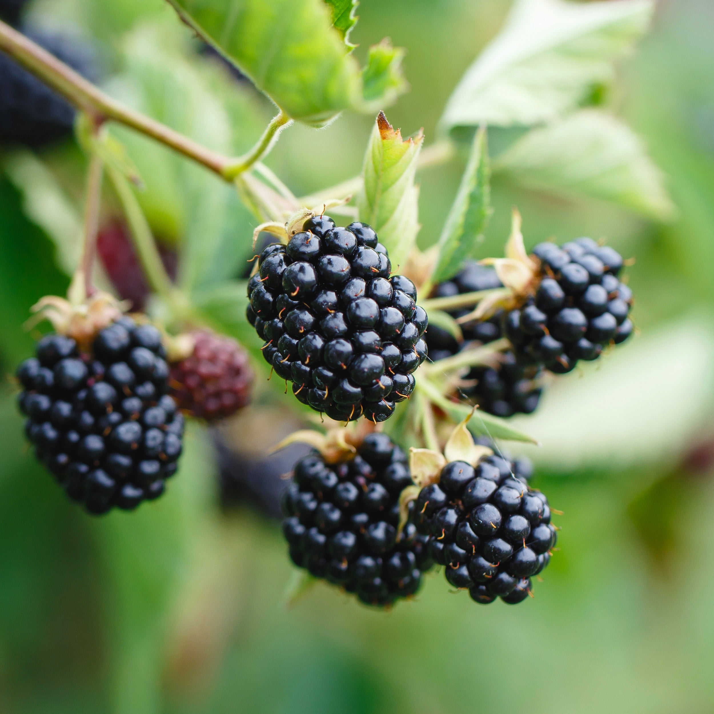 33-Inch Packaged Dwarf Thornless Blackberry Plant for Full Sun