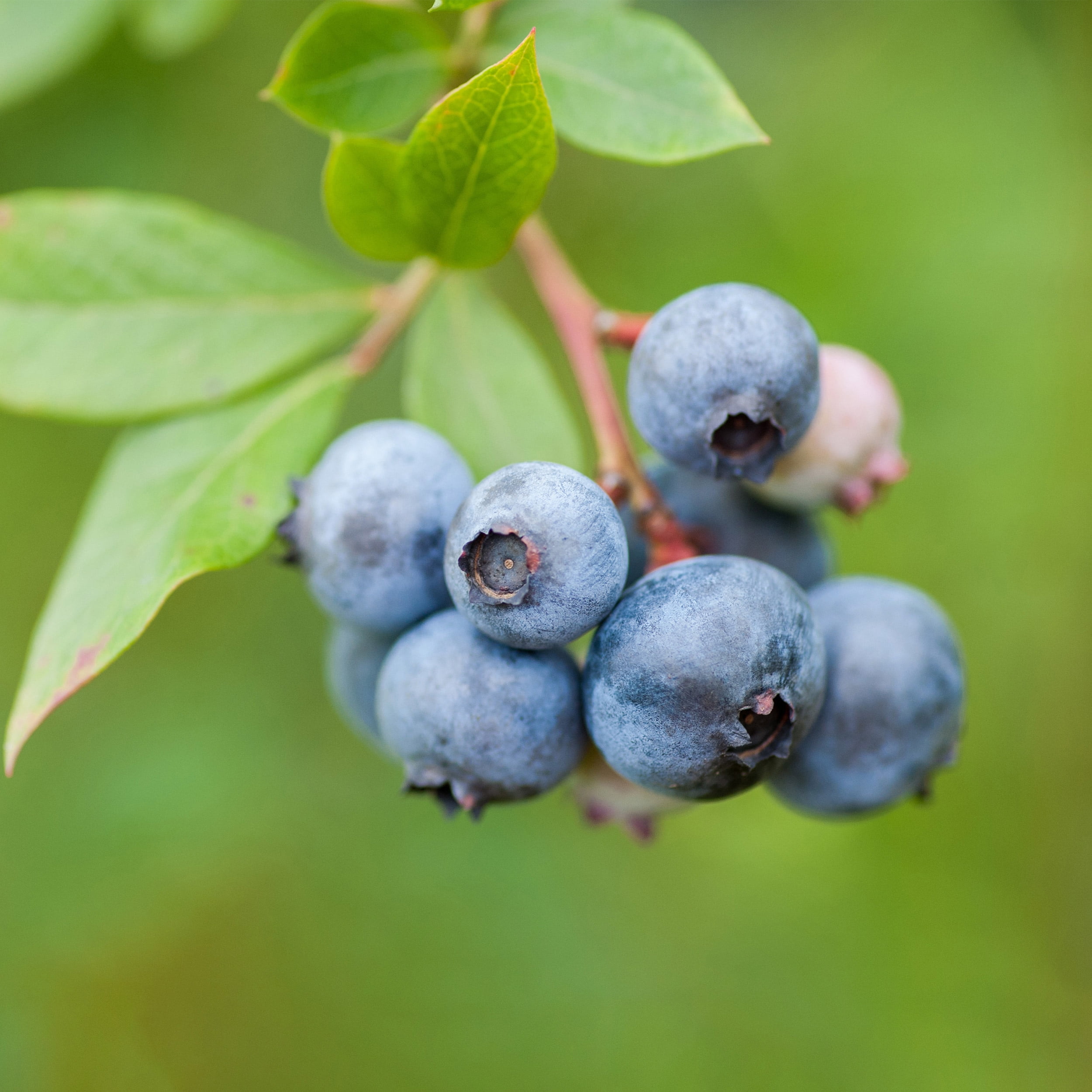 Bushel and Berry Jelly Bean® Blueberry, Bare Root, Non-GMO (Bag of 2) Spring Planting