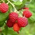 thumbnail image 1 of Bushel and Berry Raspberry Shortcake® Raspberry, Bare Root, Non-GMO (Bag of 4), 1 of 8