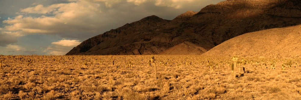 Bushes in a desert with mountain range in the background Death Valley Death Valley National Park California USA Canvas Art - Panoramic Images (27 x 9)