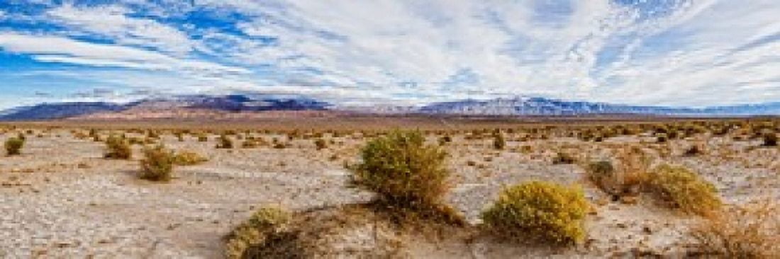 Bushes in a desert Death Valley Death Valley National Park California USA Canvas Art - Panoramic Images (36 x 12)