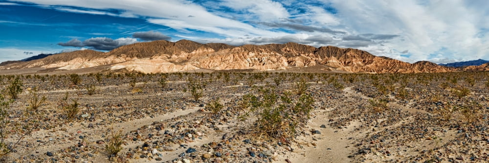 Bushes in a desert Death Valley Death Valley National Park California USA Canvas Art - Panoramic Images (36 x 12)