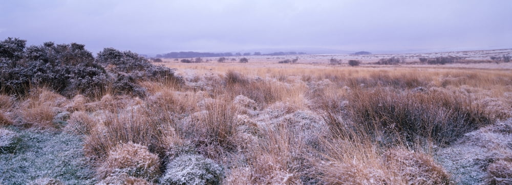 Bushes on a landscape Dartmoor Devon England Canvas Art - Panoramic Images (27 x 9)