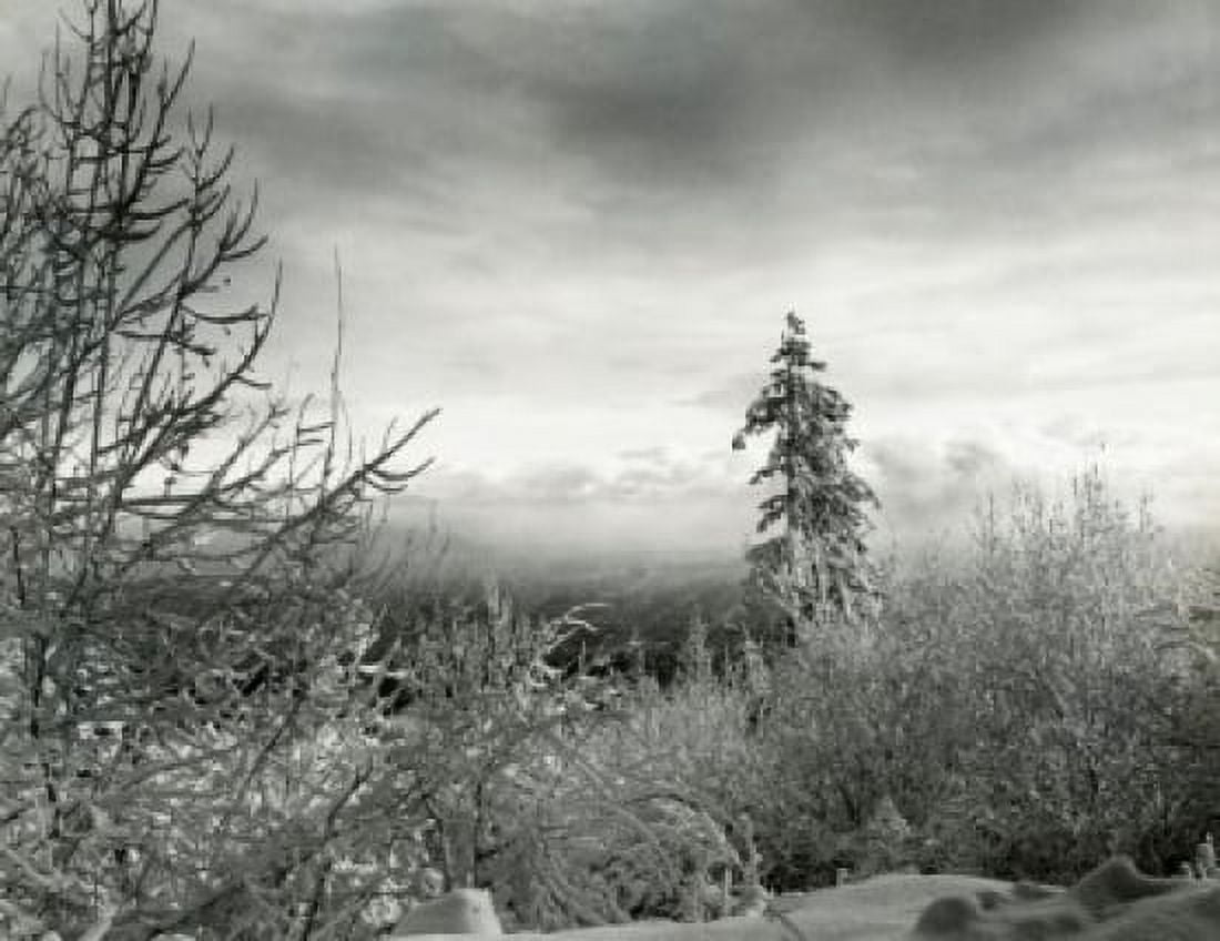 Bushes on winter landscape Canvas Art - (18 x 24)