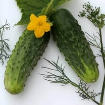 Bushy Cucumber Seeds - 1 g ~30 Seeds - Non-GMO, Open Pollinated, Heirloom, Vegetable Gardening Seeds