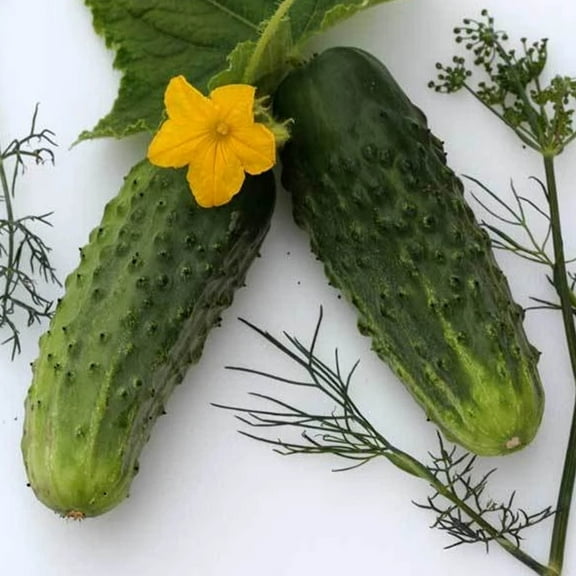 Bushy Cucumber Seeds - 1 g ~30 Seeds - Non-GMO, Open Pollinated, Heirloom, Vegetable Gardening Seeds