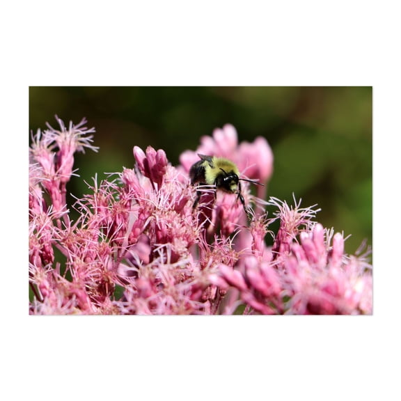 Busy Bee - Photography Insect Floral Wildlife Nature Garden Flowers Botanical Unframed Wall Art Print 4 x 6 inches