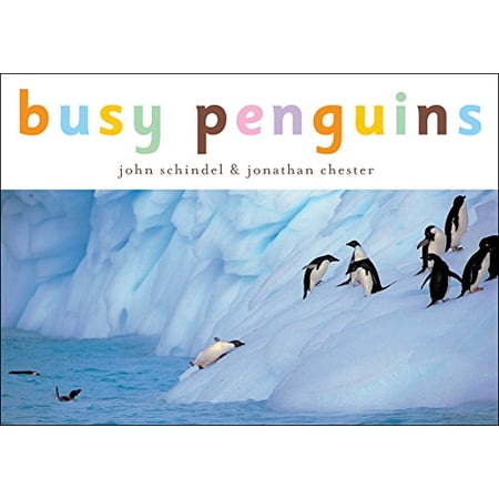 Busy Penguins by John Schindel (Board Book) English