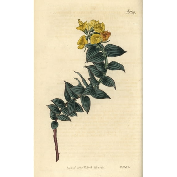 Butcher'S Broom Leaved Borbonia Borbonia Ruscifolia Poster Print By ?? Florilegius Mary Evans
